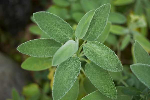  - Essential Oils
